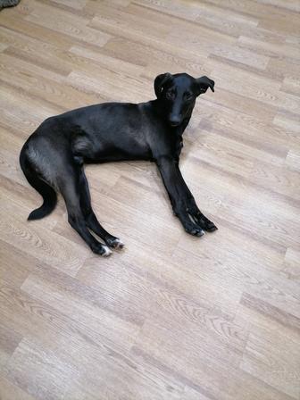 Отдам щенка в добрые ручки