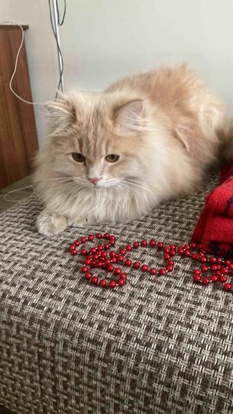 Потерялся кот по имени Мурка