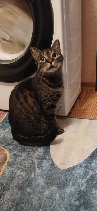 Кошка стерилизованая