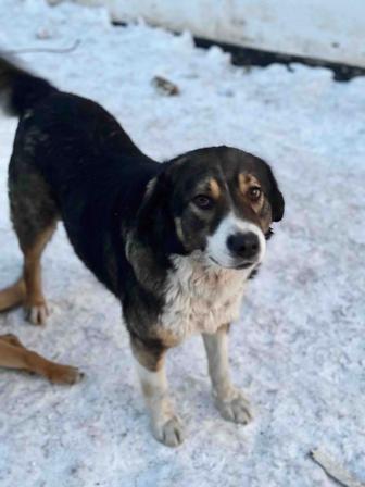 Самая умная собака друг