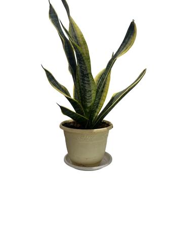 Сансевиерия (тещин язык)