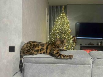 Продам кота бенгальской породы