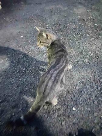 Отдам кота в хорошие руки