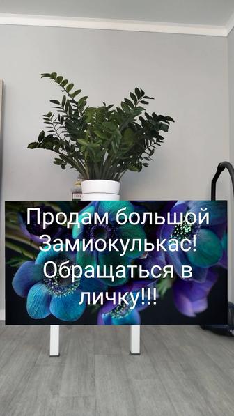 Продам Замиокулькас долларовое дерево