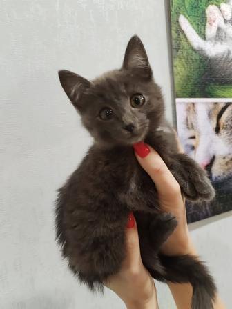 Отдам котенка (девочка)