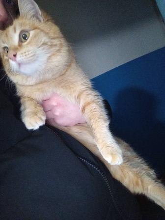 Ищем хозяев для котика