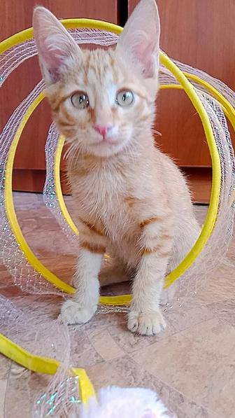 Малыш красивый котенок