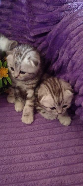 Продам 3х котиков с документами.