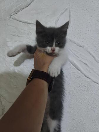 Отдаю котят и кошку