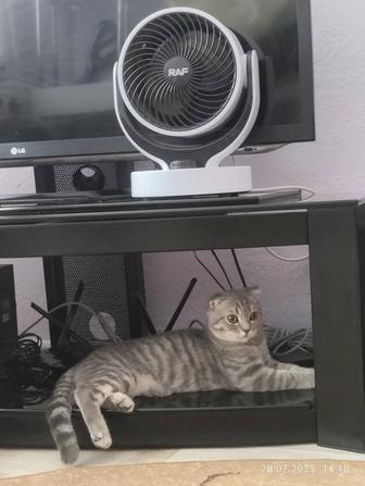 Котенок шотландский вислоухий