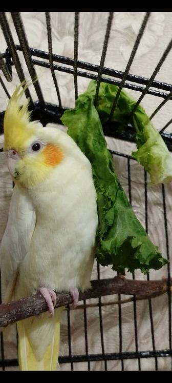 Попугай Корелла, самка