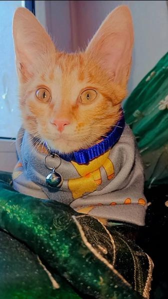 Котенок Персик