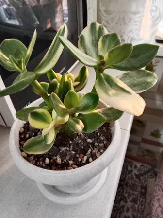 Толстянка вариегатная или денежное дерево