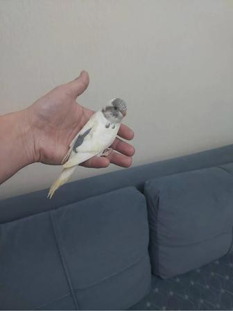 Птенцы ручные попугая