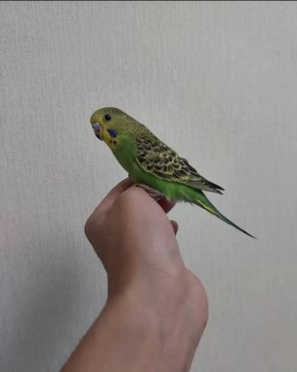 Птенцы ручные попугая