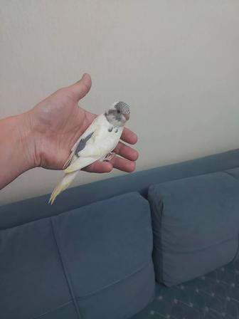Птенцы ручные попугая