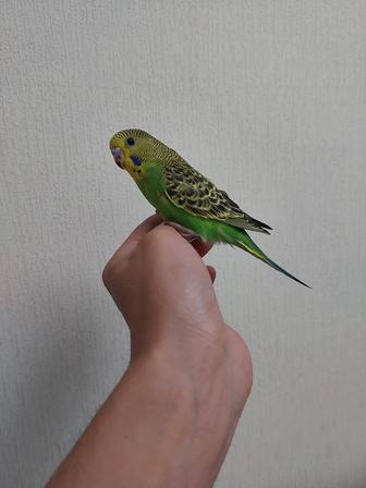 Птенцы ручные попугая