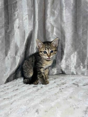 отдам котика в добрые ручки МАЛЬЧИК
