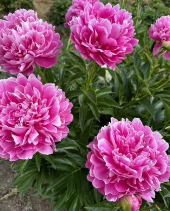 Пион Александр Флеминг