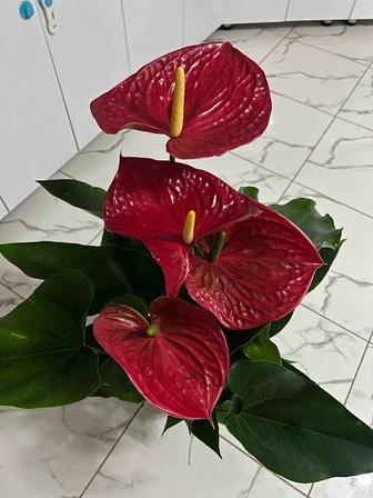 Светы комнатные