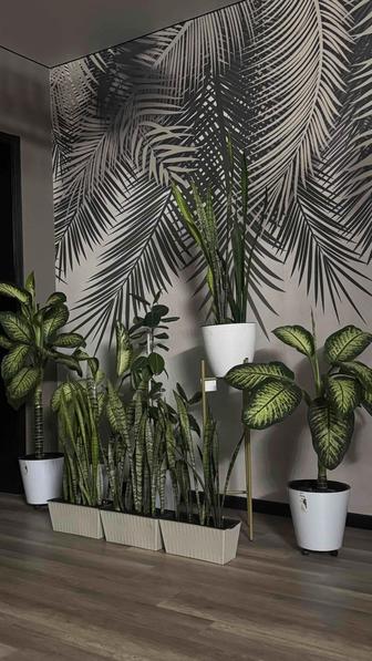 Комнатные цветы и декоративные деревья в горшках