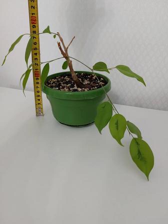 Продам растение