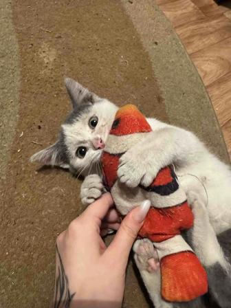 Отдам котят в хорошие руки