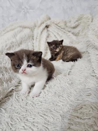 Продам котят чистокровные британские