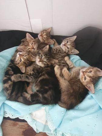 Маленькие котята в добрые руки