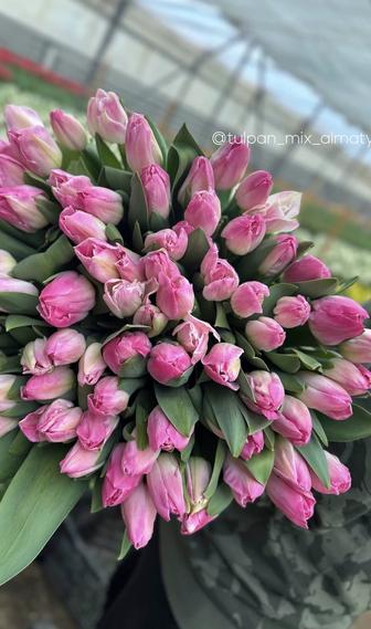 Тюльпаны оптом и в розницу
