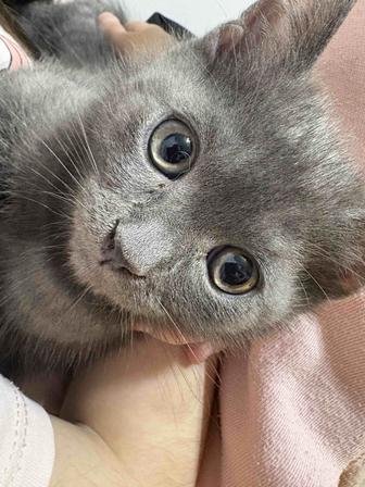 Продажа котят