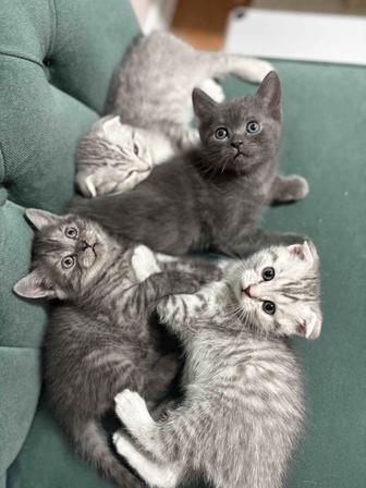 Продажа котят
