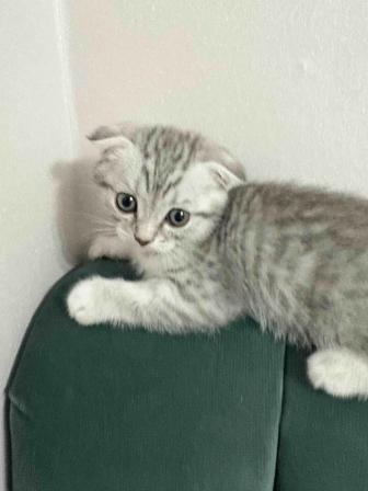 Продажа котят