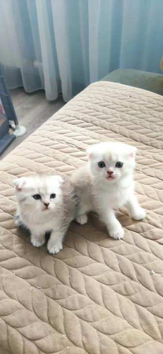 Продам котят породы Скоттиш-фолд, окрас шиншилла на серебре