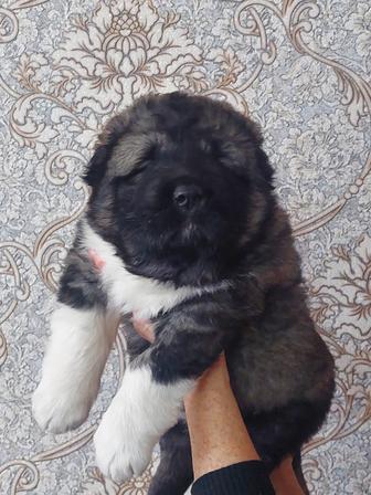 Щенки кавказской овчарки шоу класса