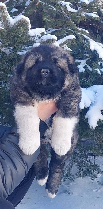 Щенки кавказской овчарки шоу класса