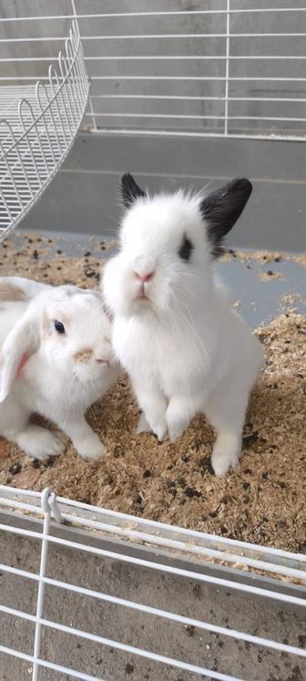 Продам кроликов