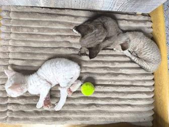 Продам котят породы Девон-рекс