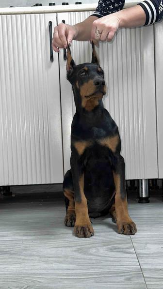 Щенки добермана