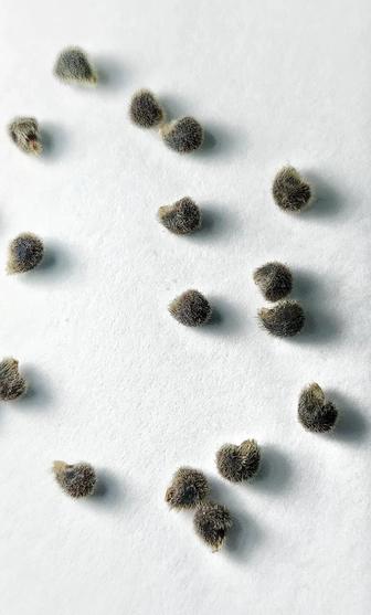 Семена от сортовых гибискусов