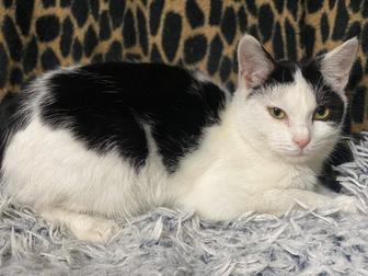 Отдам ласкового котенка в добрые руки