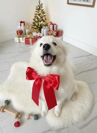 Самоедская лайка щенок