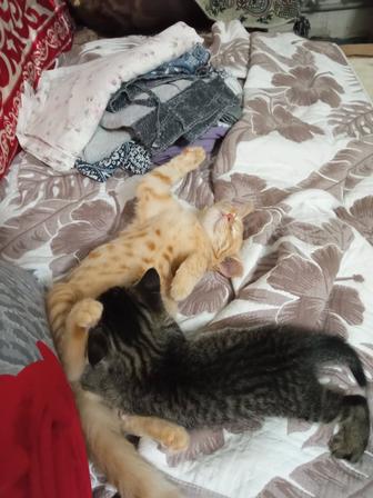 Отдам двух котиков в добрые руки