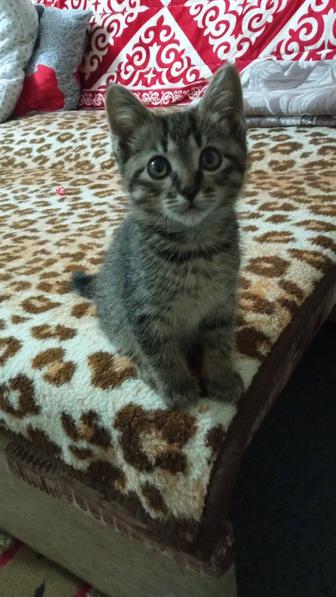 Отдам котика в заботливые руки