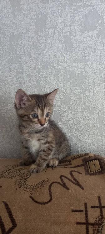 Добрые руки котята