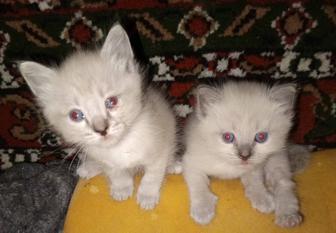Котята ищут добрых хозяев