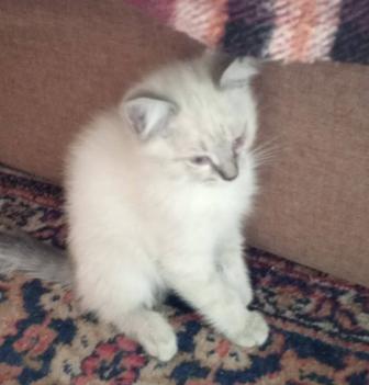 Котята ищут добрых хозяев