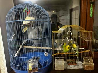 Кореллы ручные и 8 волнистиков