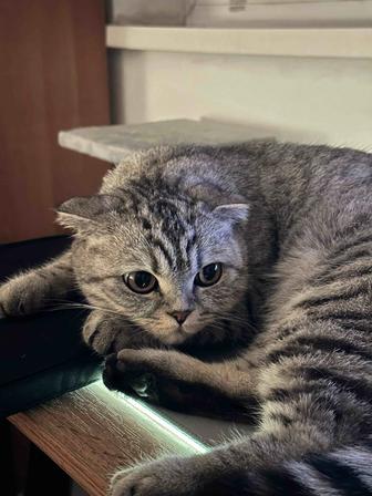 Вислоухая кошка ищет новых хозяев