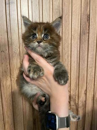 Продаются котята породы мейн-кун (полидакты)